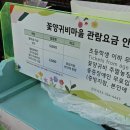 2025 원주 용수골 꽃양귀비 축제 다녀온 후기