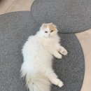 701아를고양이카페(cat in the art) 이미지