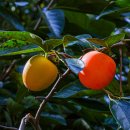 중앙공원 이미지