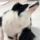 나는펫 | [반려동물브러쉬] 목욕 매일해? 나는 디오비 펫 스타일러 히팅 강아지빗으로 관리해