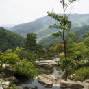 소나무 Daum카페