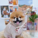 아루멍 그루밍 네이버블로그