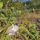 오메오메 이미지