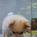 도그마루 강아지 고양이 부산점 | 도그마루 강아지고양이 부산점, 사랑스러운 부산강아지분양으로 행복한 반려생활 시작하기