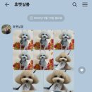 아멜리몽 이미지