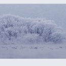 몽환의 숲