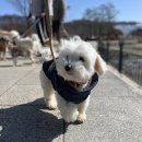 백주유치원 | 토리의 김포어스독 애견유치원 일기 첫번째