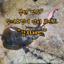 욜로아라 | 부산 영도 무늬오징어 낚시 포인트 '감지해변' 1시간만에 4마리 ? 비싼 회까지..