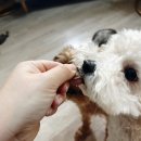 뭉이네 수제간식 이미지