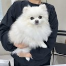 비비도리스 애견샵 | [강동구 애견미용] 플러스비비 위생미용+전체 다듬기 후기 &amp; 근처 애견동반카페 ‘노스티 상일점’ 추천