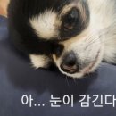 봉곡동물병원 | 강아지 치석 제거 스케일링 후기