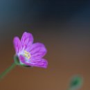 안평보건지소 이미지