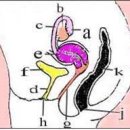 골반 내진[pelvic examination]질환이란? 이미지