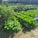 고양이 세수_설렘 이미지