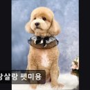 살랑살랑 펫미용 네이버블로그