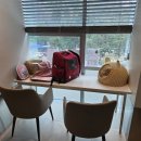 서울동물심장병원 | 고양이 서울동물심장병원 방문 후기
