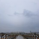 염치읍 은행나무길 이미지