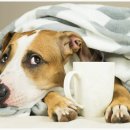 청량리 슬기 동물병원 이미지