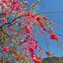 도화3리 마을회관 | 고령 도진마을 무릉원 능수도화 실시간 아쉬웠던 후기