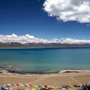 천상의 나무 이미지