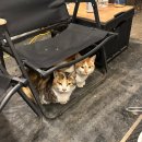 마로니에 하우스 | [고양시_마로니에하우스] 독채숙소 | 고양이가 있는...없는 | 넓은 마당의 에어비앤비 내돈 내산 추천 후기