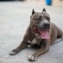 글로벌진돗개 이미지