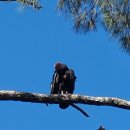 Pinnacles National Park : 6/26/21 이미지