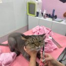 밀크펫살롱 이미지