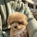플러피펫 이미지