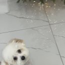 댕스얼랏 이미지