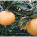 이레농장 이미지