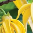 일랑일랑 이미지