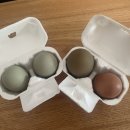 꼬꼬체험장 이미지