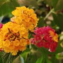 화원농장1 이미지