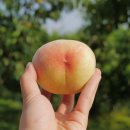 영천농장 이미지