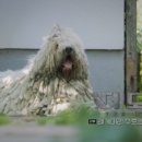 프라임 도그 이미지