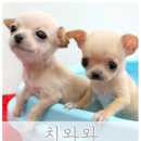 알콩달콩 이미지