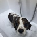 찰리애견미용샵 이미지