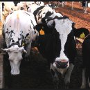 홍주목장 이미지