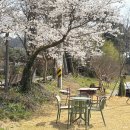 광주 벚꽃 카페 세하동 밀밀 : 아이랑 가기 좋은 곳