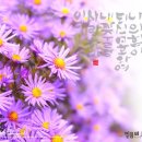 시와 캘리 이미지