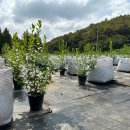 상술농장 이미지