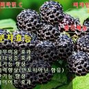 고령토종복분자영농조합 | 고령토종복분자 영농조합 방문기