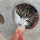 우다다냥 이미지