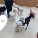 아르멍미르멍 이미지