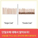 에스디애견미용학원