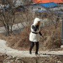 박나연 Daum카페