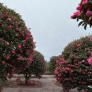 괄호 스테이 | 제주 숙소 추천 (괄호스테이, 하뭇 제주)