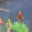 진미실비 이미지