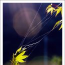 잇닿을연 이미지